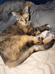 Lost Female Cat last seen Walnut And Chestnut, Lompoc, CA 93436