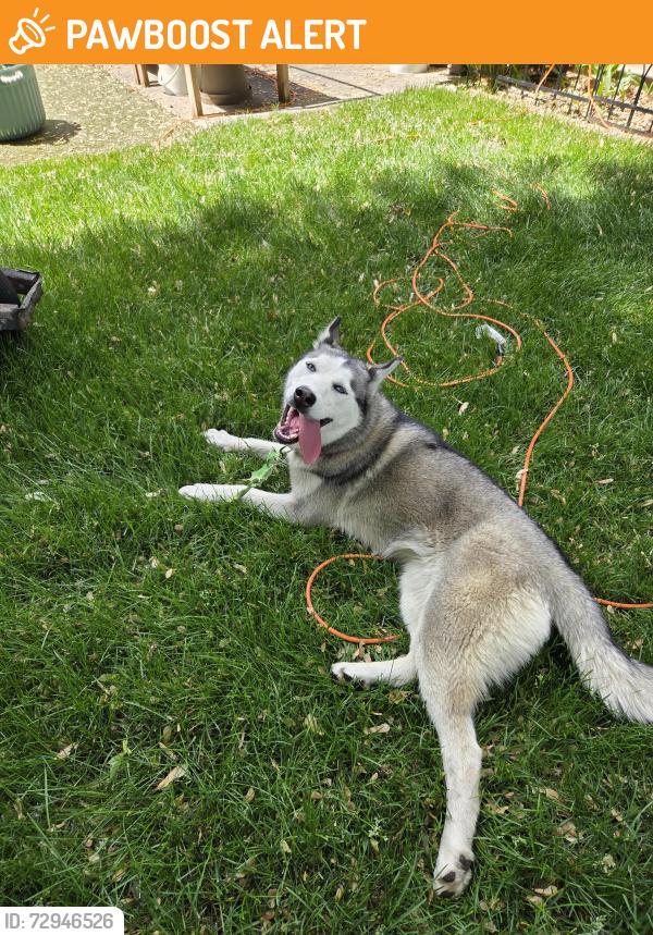 Found/Stray Female Dog last seen Otter lake and hwy 96, White Bear Township, MN 55110