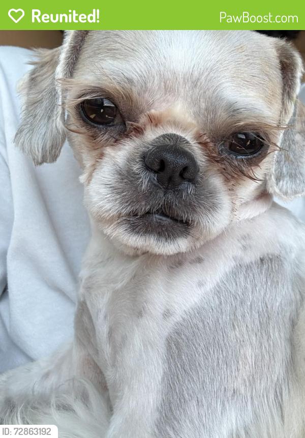 Reunited Female Dog last seen Dixie Highway and NE 14th St, Fort Lauderdale, FL 33304