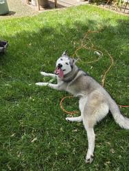 Found/Stray Female Dog last seen Otter lake and hwy 96, White Bear Township, MN 55110