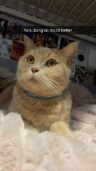Reunited Male Cat last seen Flamstead Street, Allenton, England DE24