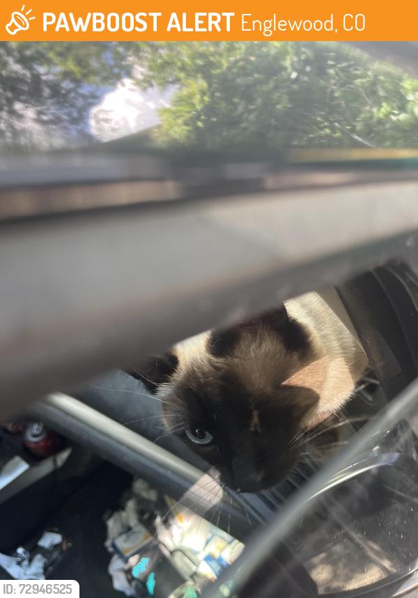 Found/Stray Unknown Cat last seen Washington and Eastman, Englewood, CO 80113