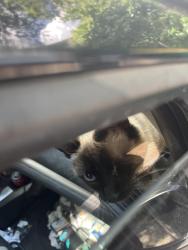 Found/Stray Unknown Cat last seen Washington and Eastman, Englewood, CO 80113