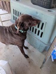 Reunited Female Dog last seen Emma and s bermont ave, Lafayette, CO 80026