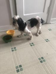 Found/Stray Female Dog last seen Wilson St, Batesburg-Leesville, SC 29006