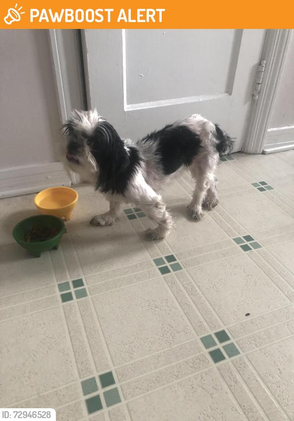 Found/Stray Female Dog last seen Wilson St, Batesburg-Leesville, SC 29006