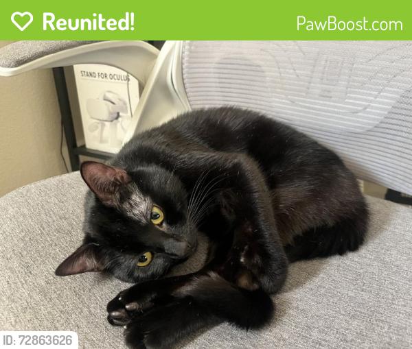 Reunited Male Cat last seen Emerald dr, Vista, CA 92083