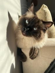 Reunited Male Cat last seen Paddock close luton, Paddock Cl, England LU4 0TY