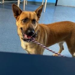 Shelter Stray Unknown Dog last seen , Hawthorne, CA 90250
