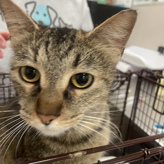 Shelter Stray Female Cat last seen , Chicago, IL 60654