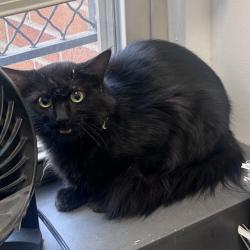 Shelter Stray Female Cat last seen , Philadelphia, PA 19140