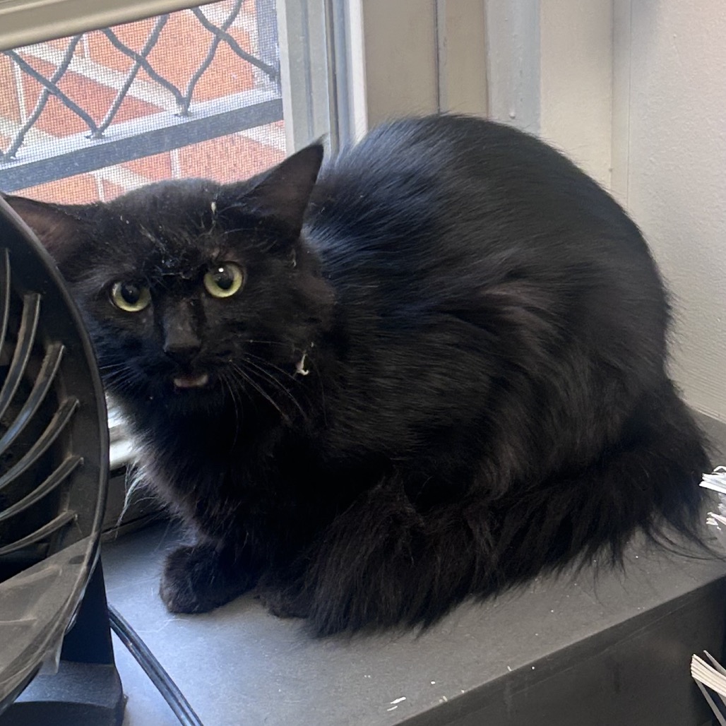 Shelter Stray Female Cat last seen , Philadelphia, PA 19140
