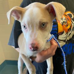 Shelter Stray Male Dog last seen , Memphis, TN 38133