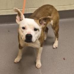 Shelter Stray Female Dog last seen , Norman, OK 73072