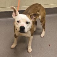 Shelter Stray Female Dog last seen , Norman, OK 73072
