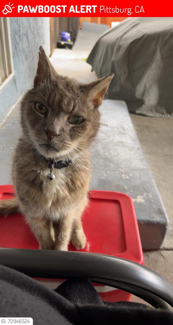 Lost Male Cat last seen Near Beacon St.Pittsburg ca. 94565, Pittsburg, CA 94565