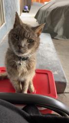 Lost Male Cat last seen Near Beacon St.Pittsburg ca. 94565, Pittsburg, CA 94565
