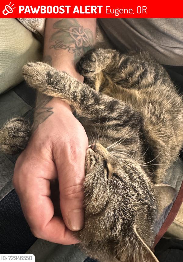 Lost Female Cat last seen River road and irvington, Eugene, OR 97404