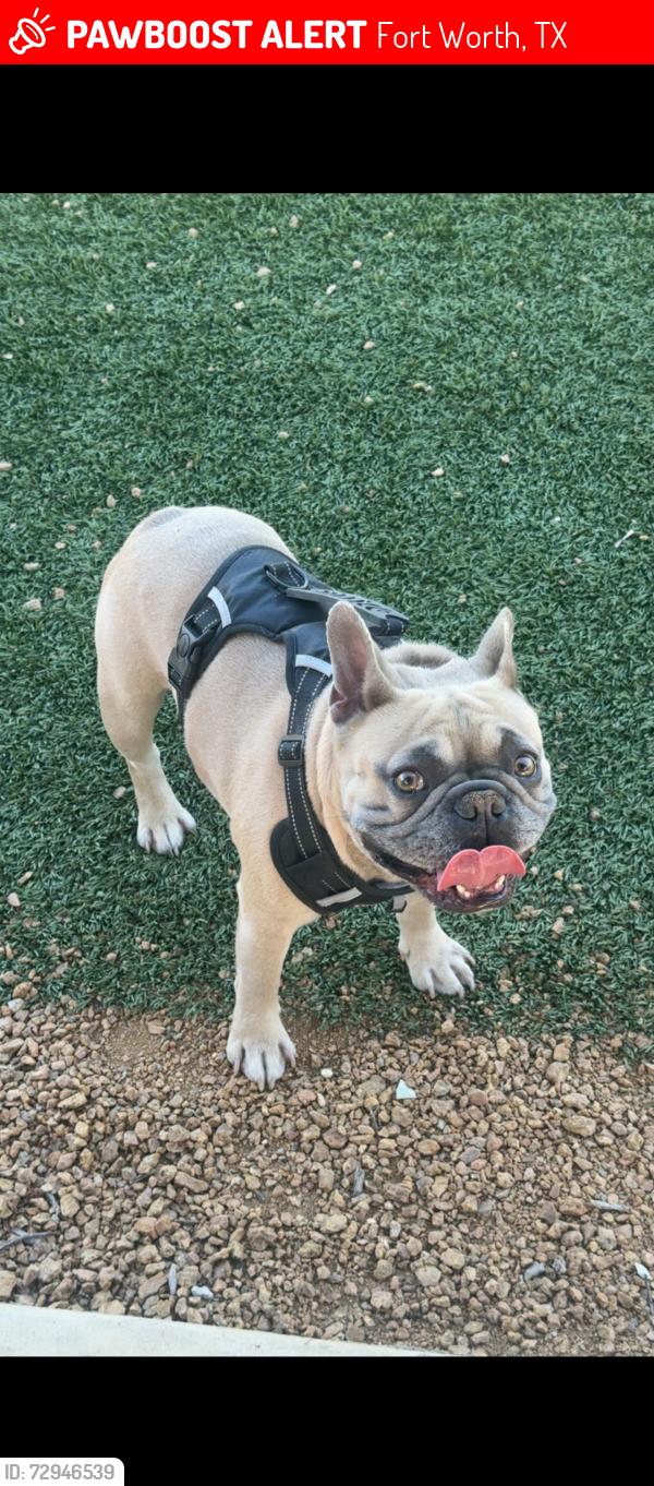 Lost Male Dog last seen Beach and western , Fort Worth, TX 76137