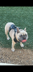 Lost Male Dog last seen Beach and western , Fort Worth, TX 76137