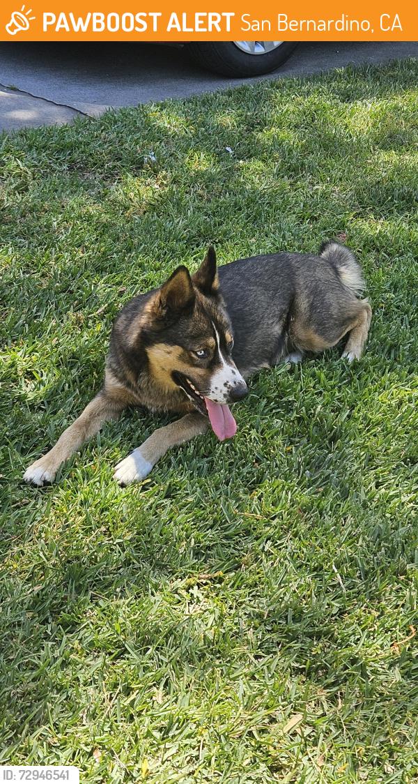 Found/Stray Female Dog last seen Lynwood , San Bernardino, CA 92404