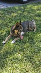 Found/Stray Female Dog last seen Lynwood , San Bernardino, CA 92404