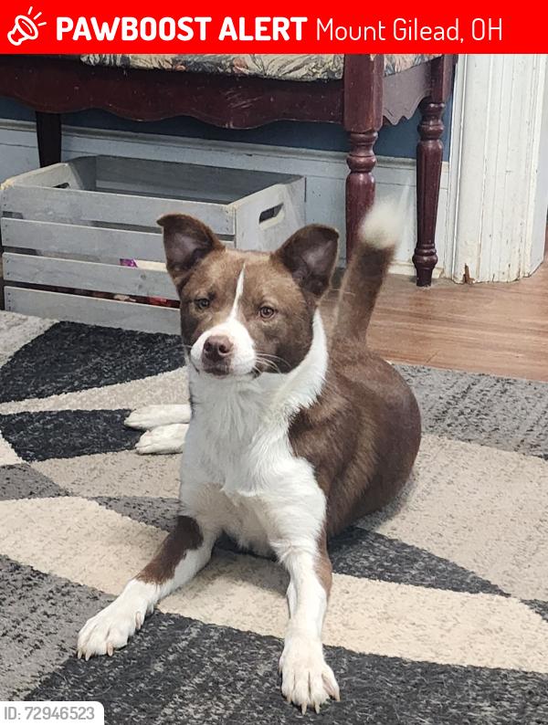 Lost Female Dog last seen N. Walnut st, E. Cedar st, Elm st, Bank st., Mount Gilead, OH 43338