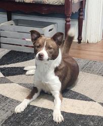 Lost Female Dog last seen N. Walnut st, E. Cedar st, Elm st, Bank st., Mount Gilead, OH 43338