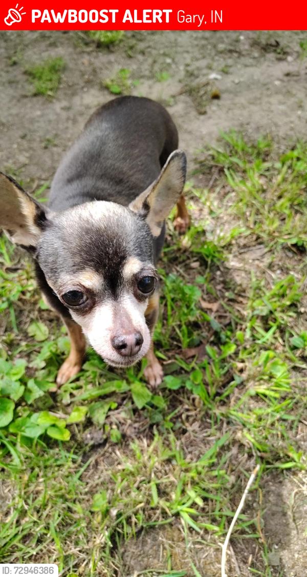 Lost Female Dog last seen Corner of Willard st . and 10 ave Gary in. , Gary, IN 46404