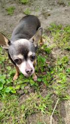 Lost Female Dog last seen Corner of Willard st . and 10 ave Gary in. , Gary, IN 46404