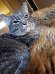 Lost Female Cat last seen Westhaven & Park Haven, Champaign, IL 61820