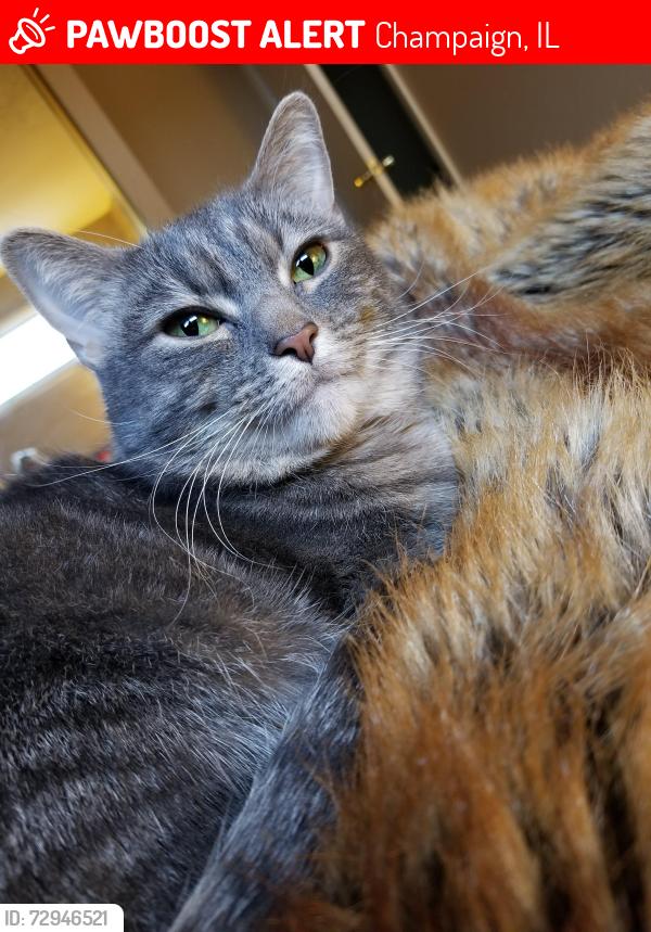 Lost Female Cat last seen Westhaven & Park Haven, Champaign, IL 61820