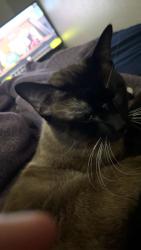 Lost Male Cat last seen Alameda, Norman, OK 73071