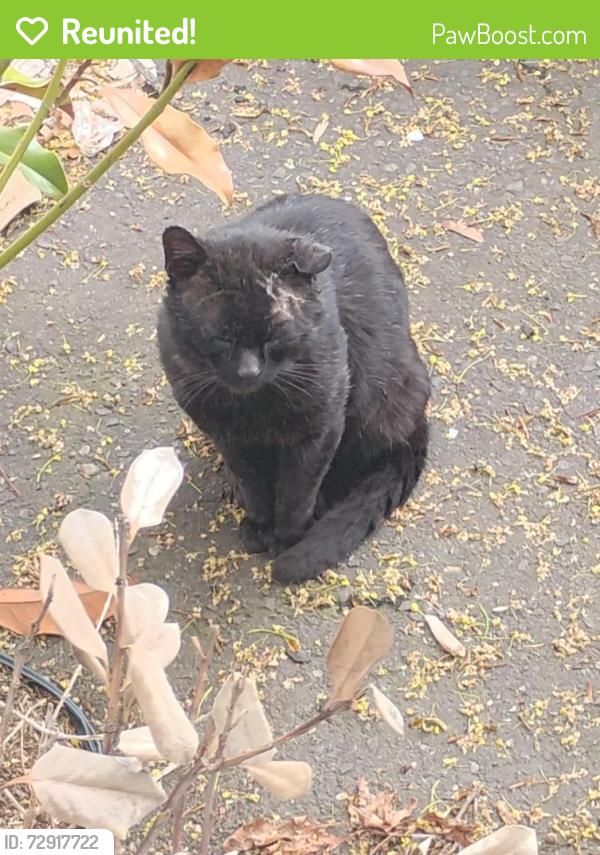 Reunited Unknown Cat last seen Platt Avenue, West Haven, CT 06516