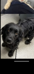 Lost Female Dog last seen Maybe animal shelter, Huntsville, AL 35805