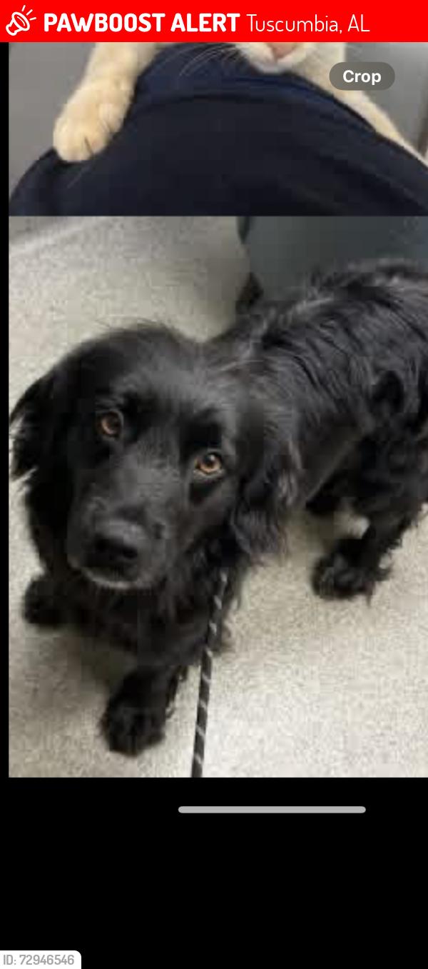 Lost Female Dog last seen Maybe animal shelter, Huntsville, AL 35805
