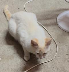 Found/Stray Female Cat last seen Chicken Road and Jones Road, Wilson County, TN 37090
