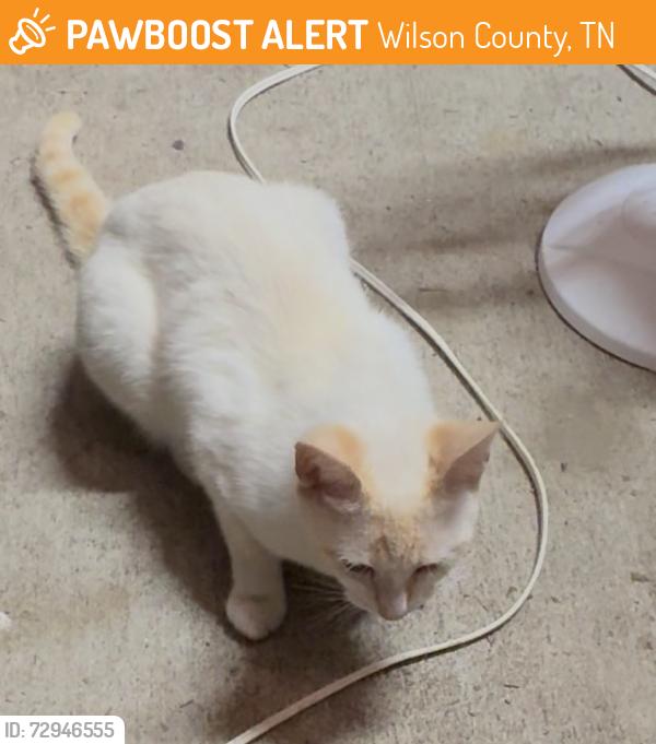 Found/Stray Female Cat last seen Chicken Road and Jones Road, Wilson County, TN 37090
