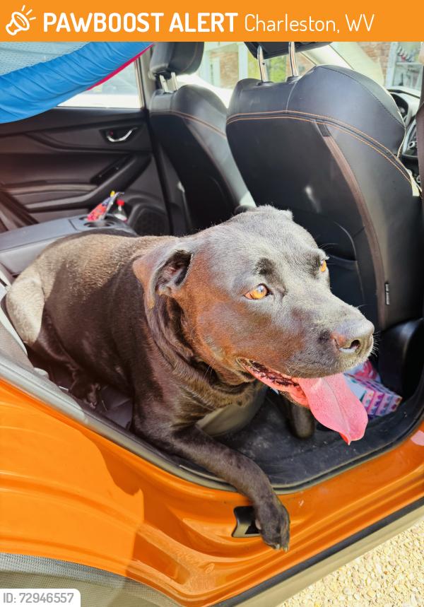 Found/Stray Female Dog last seen Connell and Louden Heights, Charleston, WV 25314