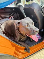Found/Stray Female Dog last seen Connell and Louden Heights, Charleston, WV 25314