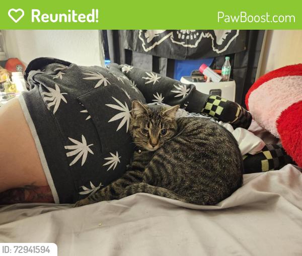 Reunited Male Cat last seen Near ave and bell rd, Phoenix, AZ 85053