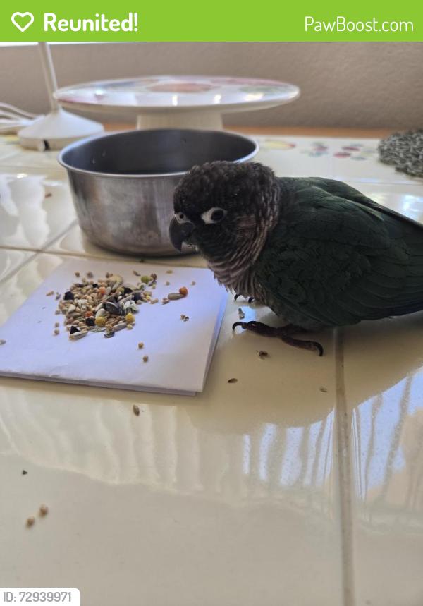 Reunited Male Bird last seen Right by 919 Veneto, San Marco apmts , Irvine, CA 92614