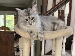 Reunited Male Cat last seen Broad Street and Mechanic Street Street, Red Bank, NJ 07701