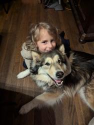 Reunited Female Dog last seen Amherst rd , Erie, PA 16506