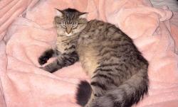 Reunited Male Cat last seen Bailey and graham, Cuyahoga Falls, OH 44221