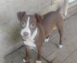 Lost Female Dog last seen Fort Street and 4th. Barling. , Barling, AR 72923