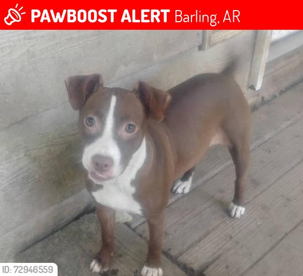 Lost Female Dog last seen Fort Street and 4th. Barling. , Barling, AR 72923