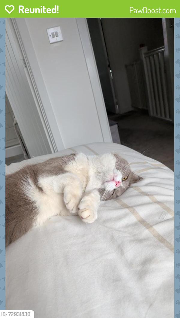 Reunited Male Cat last seen Honister crescent, newhouse road G757AJ, South Lanarkshire, Scotland G75