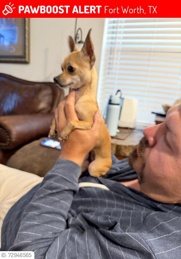 Lost Female Dog last seen Heritage trace parkway, Fort Worth, TX 76179