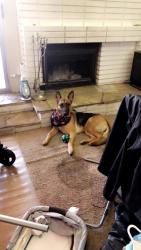 Reunited Female Dog last seen Tree line and wildcat way , Las Vegas, NV 89142